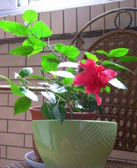 修剪_时候_开花