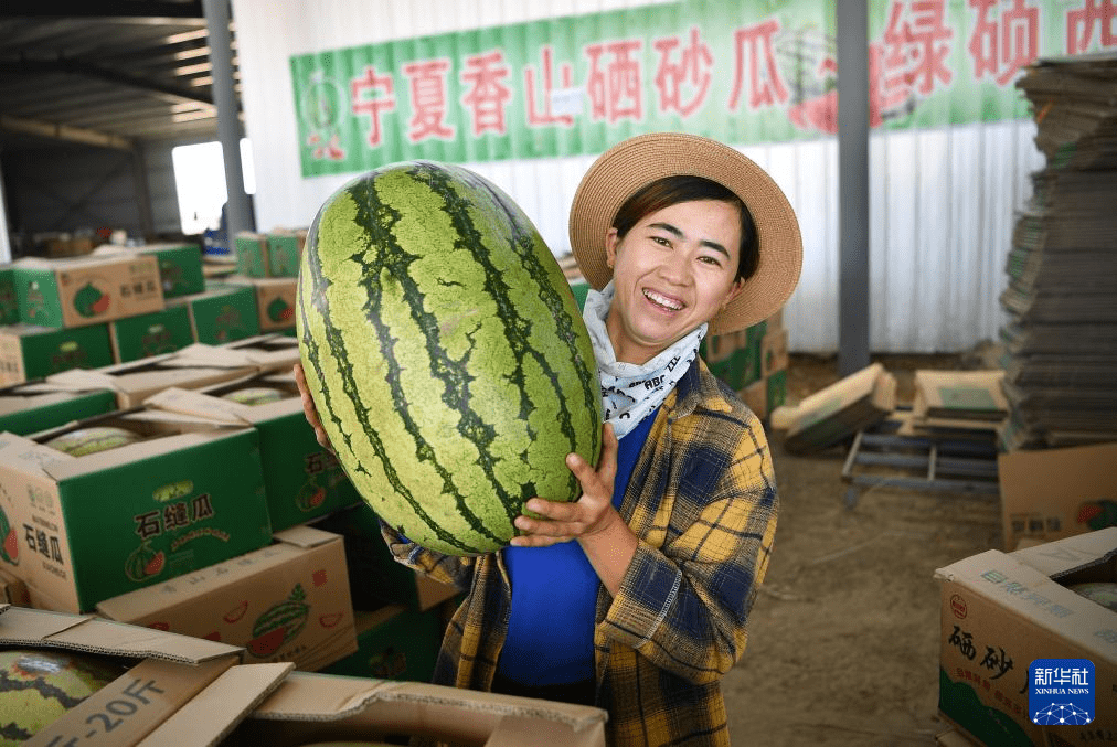 近日,寧夏中衛市沙坡頭區興仁鎮,香山鄉等地硒砂瓜迎來收穫季節.