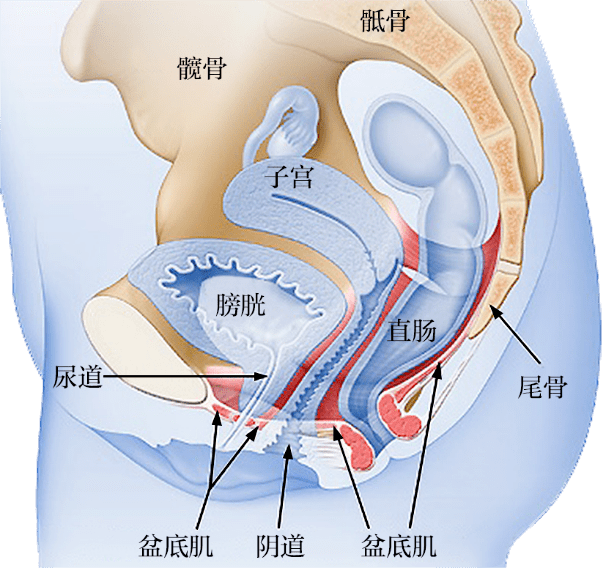 阴道