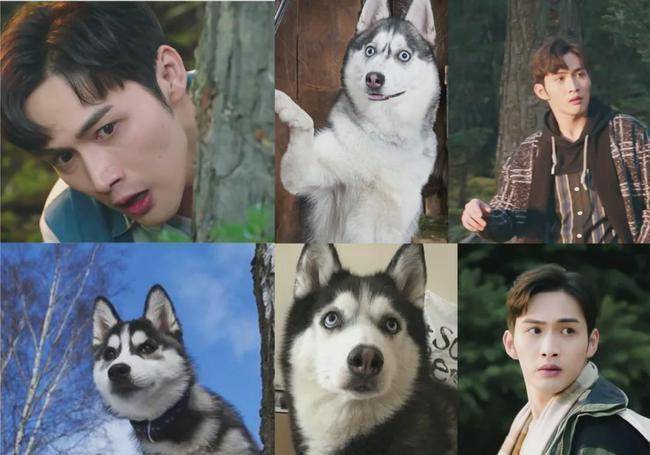 则是戏内戏外都撞脸"狗狗"表情包,画着红色眼影的温客行神似哈士奇