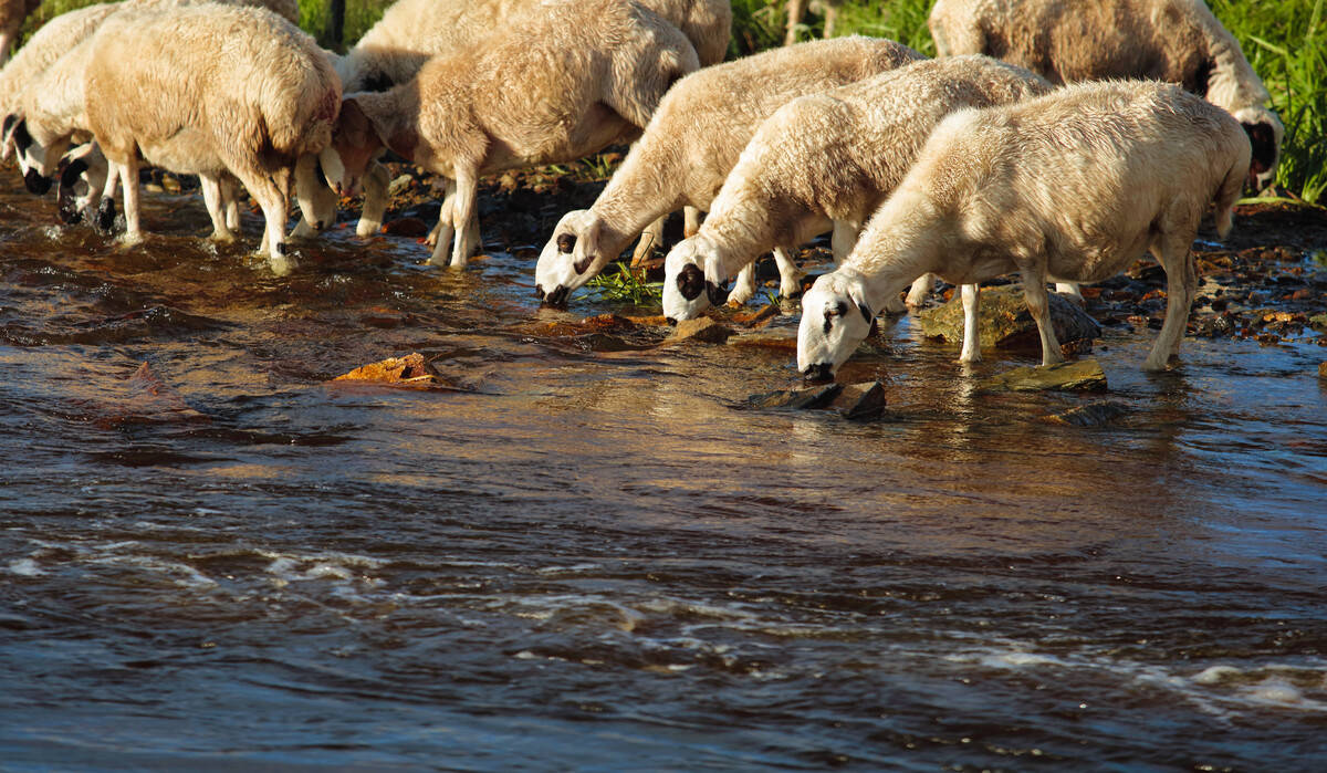 看这里_羊群_饮水_小苏打