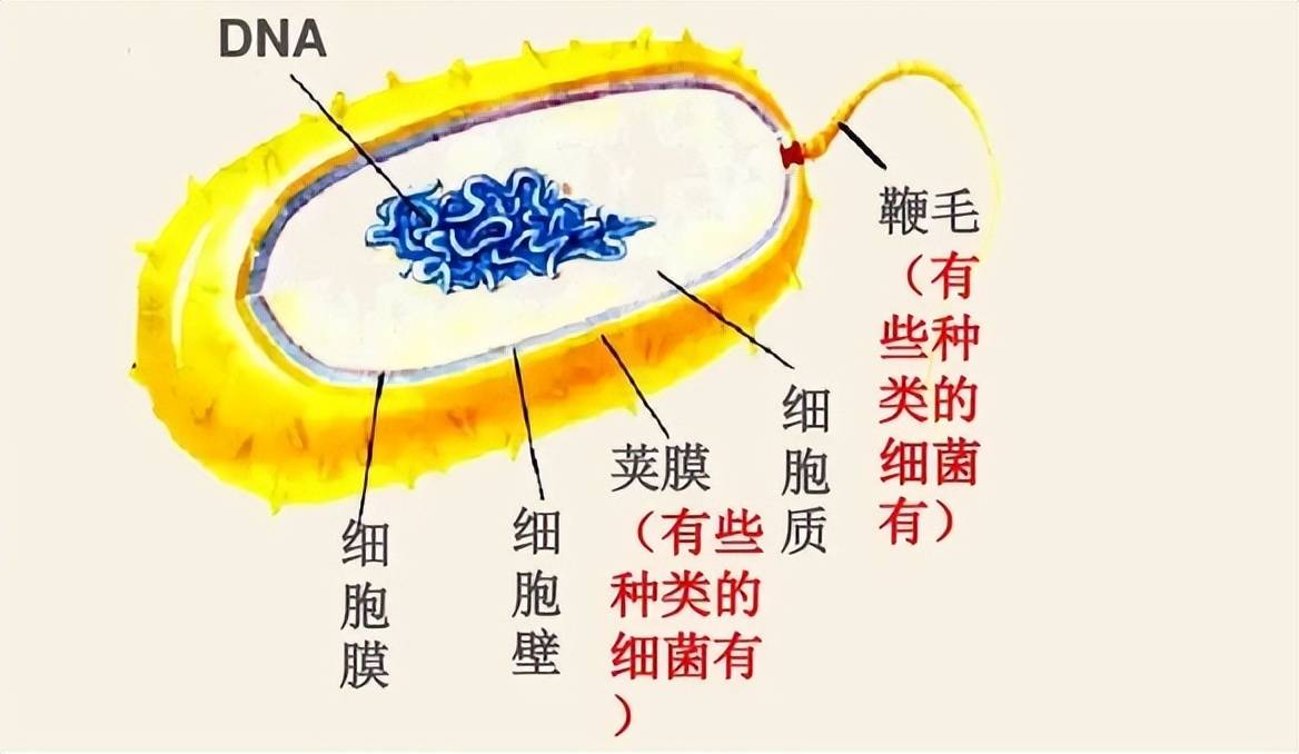 细菌的结构相对简单,通常由细胞膜,细胞壁,质粒(含有遗传信息的环状