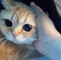家里的小猫咪太调皮，回来看到这一幕，气的主人网上求助做猫肉汤