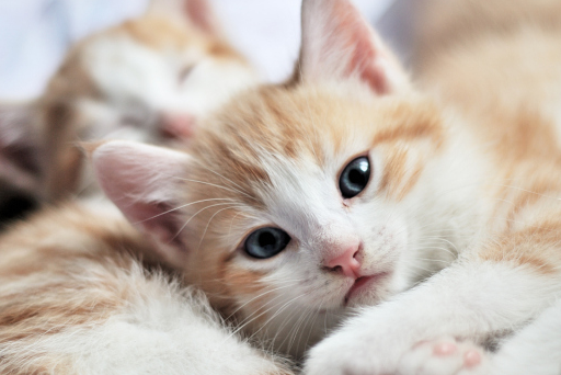 猫沙门氏菌病是什么病？如何诊断、治疗和预防？