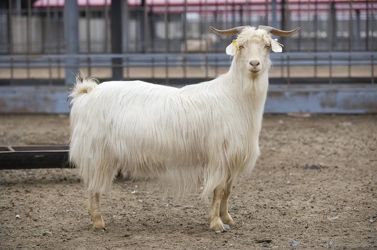 想要提高绒山羊的产容量,这些做到了吗?_母羊_羔羊_山羊绒