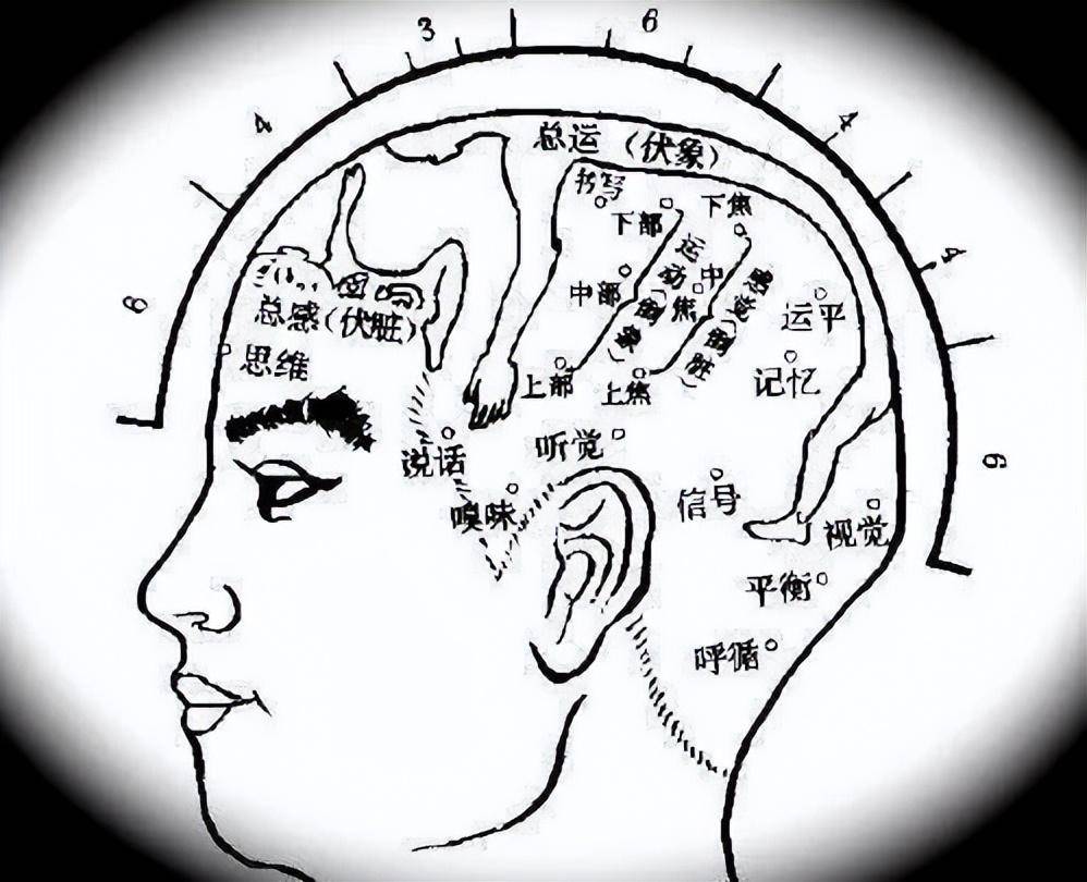 头皮针言语一区位置图图片