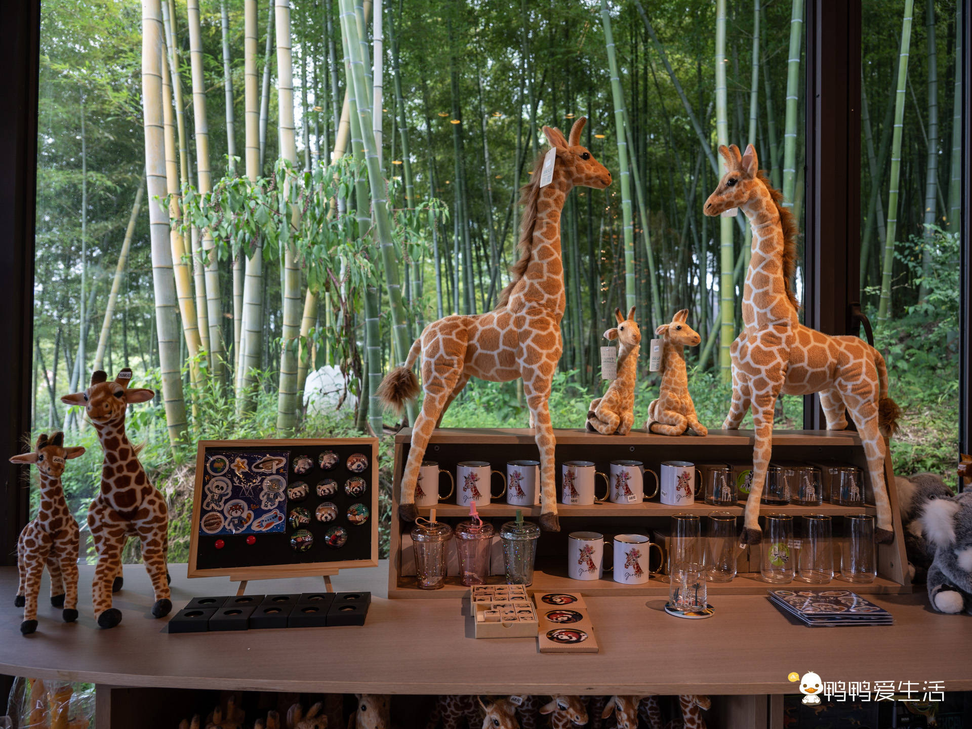 国内首家长颈鹿主题庄园,堪比来到肯尼亚,江浙沪亲子游就来这!