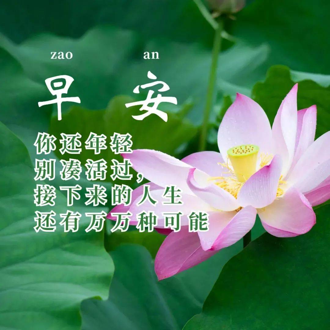 最新特漂亮早上好鲜花图片带字带祝福语 最美夏日早安问候祝福鲜花带