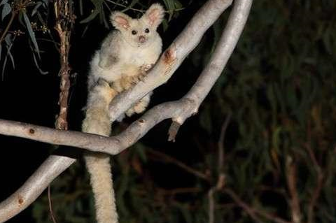 会飞的大袋貂几乎没人知道它的存在,飞行能力厉害到让人睁大双眼_动物