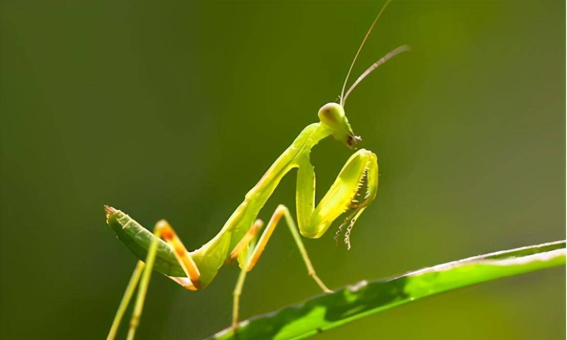 中国最后的"剑圣67"于承惠:当年曾与李连杰齐名,却抱憾离世_武术