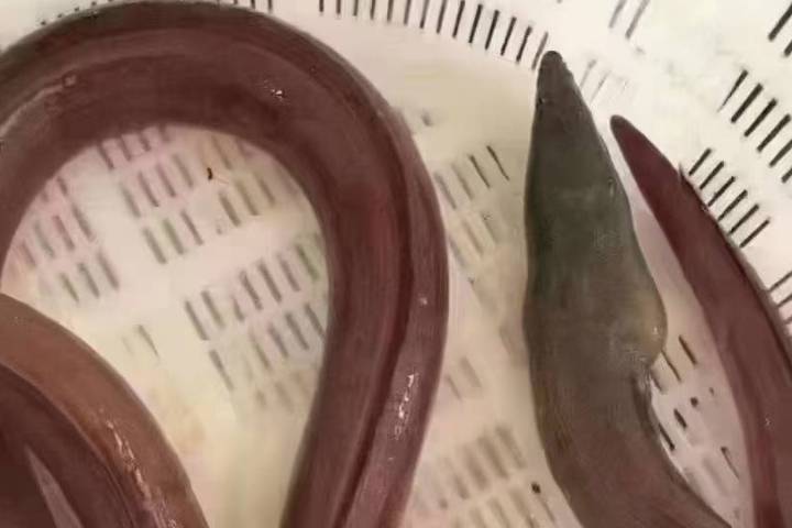 野生土龙，它的学名叫波露豆齿蛇鳗，对腰骨具有神奇的食疗效果_滋补_药膳_药材