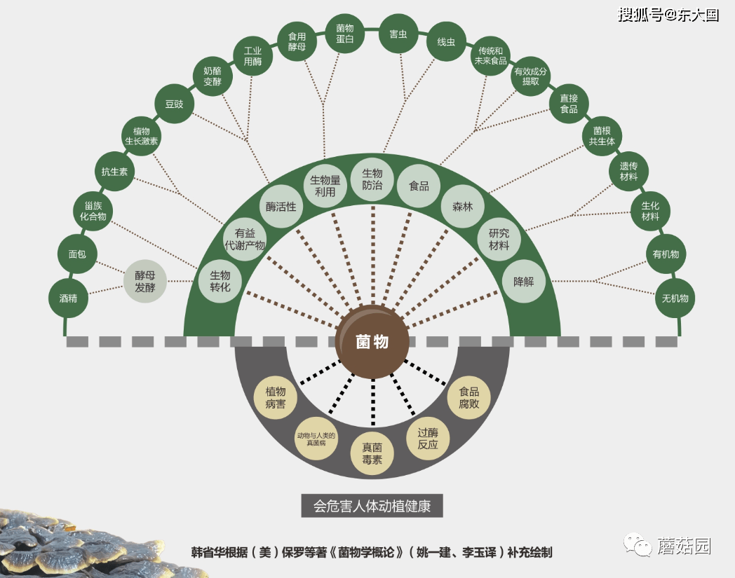 菌类文化_菌类文化艺术作品_菌类介绍