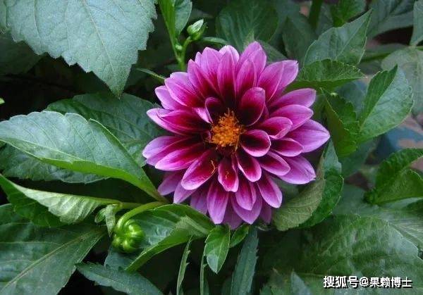 小丽花：一年开花三次，每次都不一样_手机搜狐网