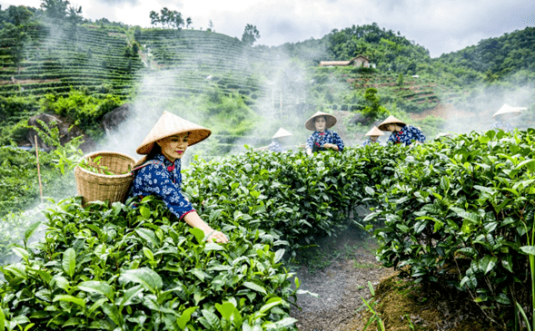 茶船古道”再迎六堡茶香_手机搜狐网