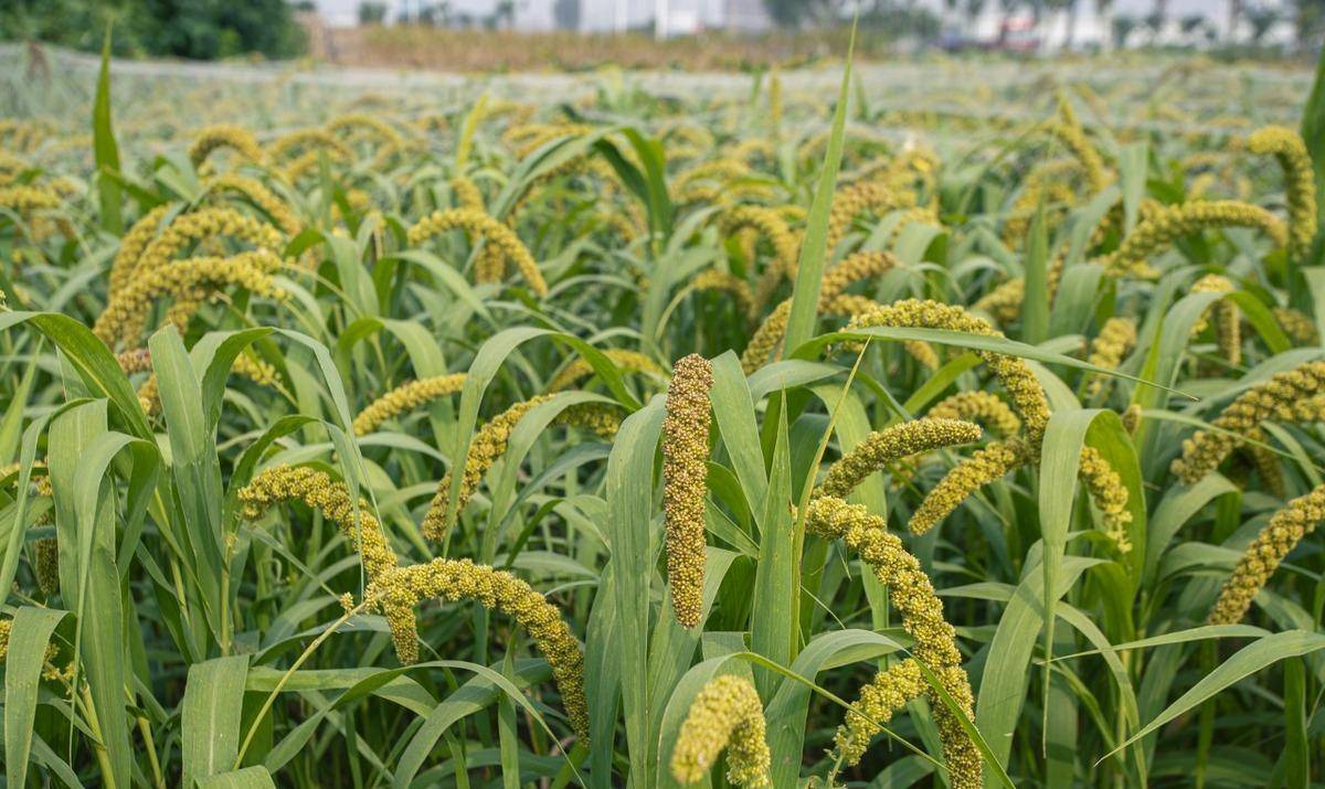 什么是黍,什么是稷_我国_古代_高田