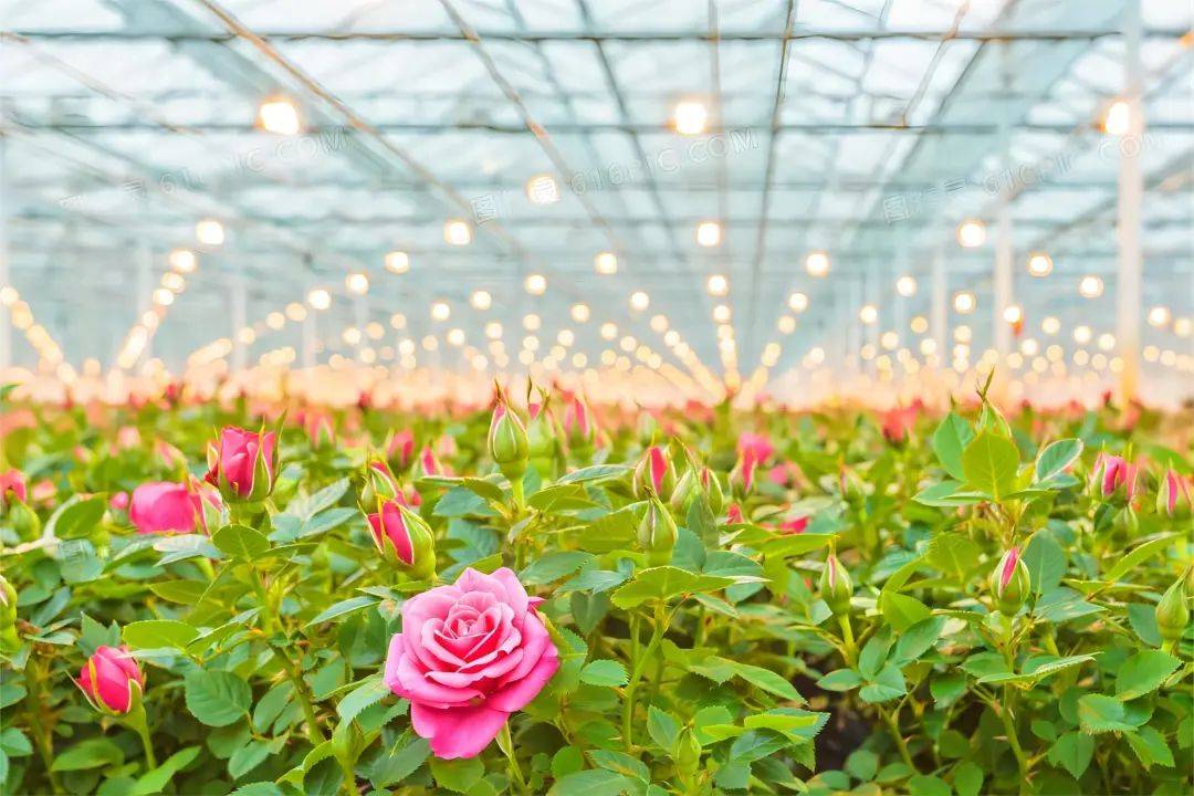 智能温室花卉种植技术_生产_设施_发展