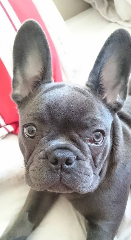 法国斗牛犬不舍主人因癌离世 15分钟后直接跟随主人西去_nero_stuart