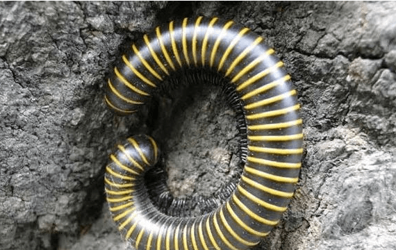 千足虫(马陆)有毒吗?要是被它蛰了怎么办?_植物_成年_身体