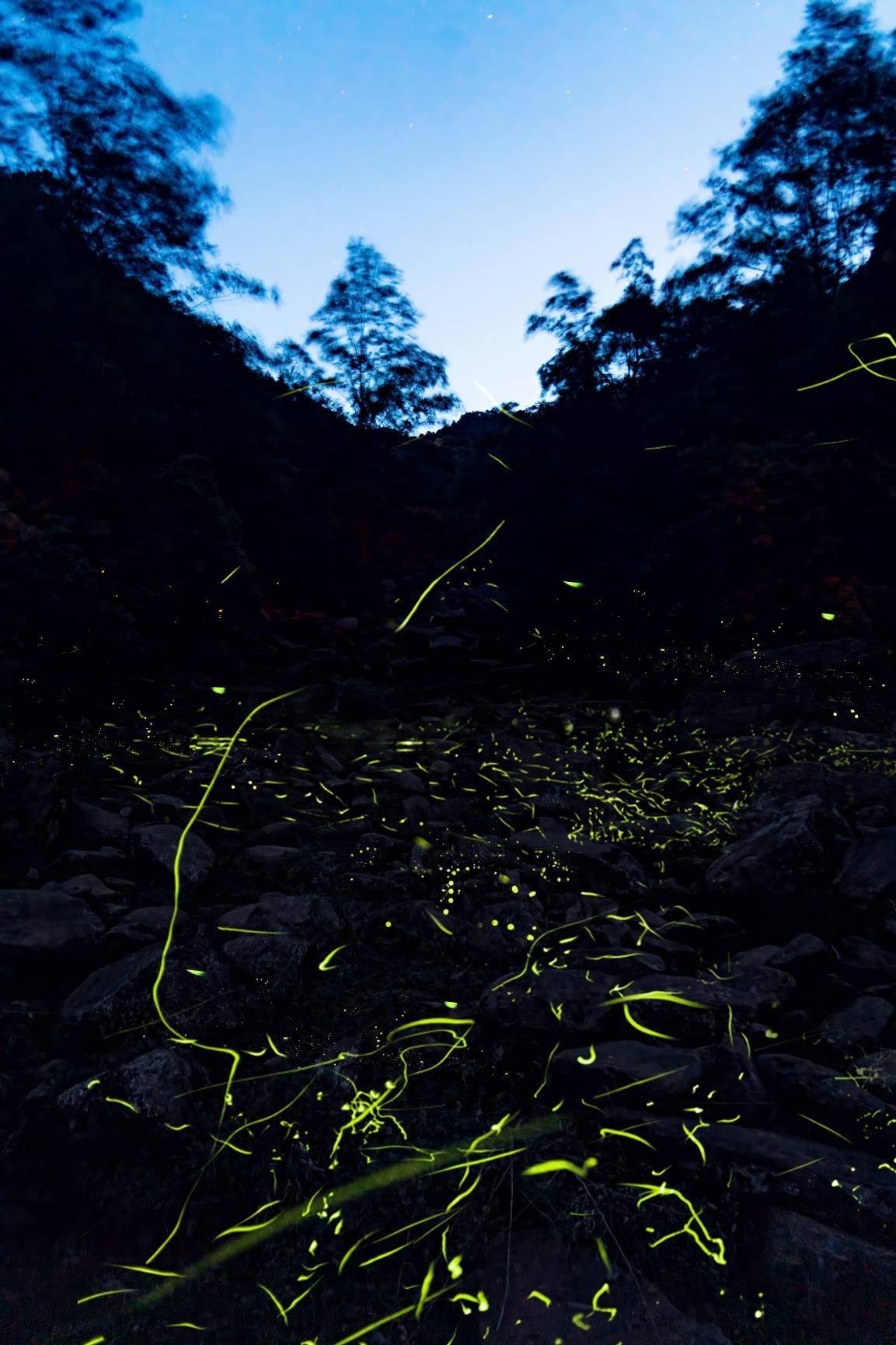 "清凉一夏 活力绽放"邛崃天台山高山玩水季清凉进行中_活动_游客_萤火