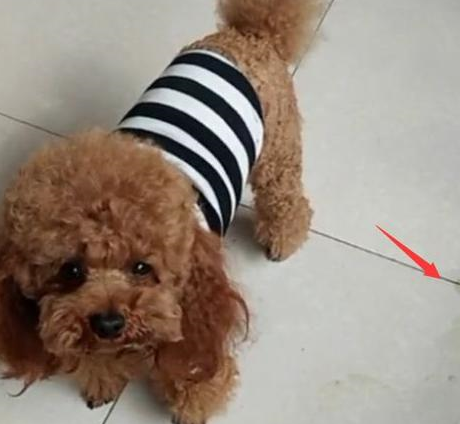 惩罚泰迪狗时,这5大禁忌不能犯,不然它还会继续错_狗狗_主人_冷战