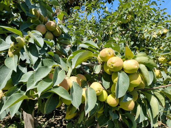 库尔勒市和什力克乡:香梨挂满枝头 果农喜获丰收_管理_果园_流转
