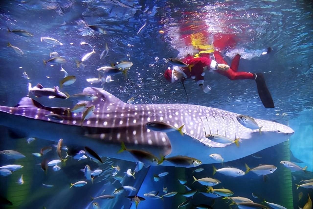 水族馆养鲸鲨有多难?导致早逝的原因揭秘