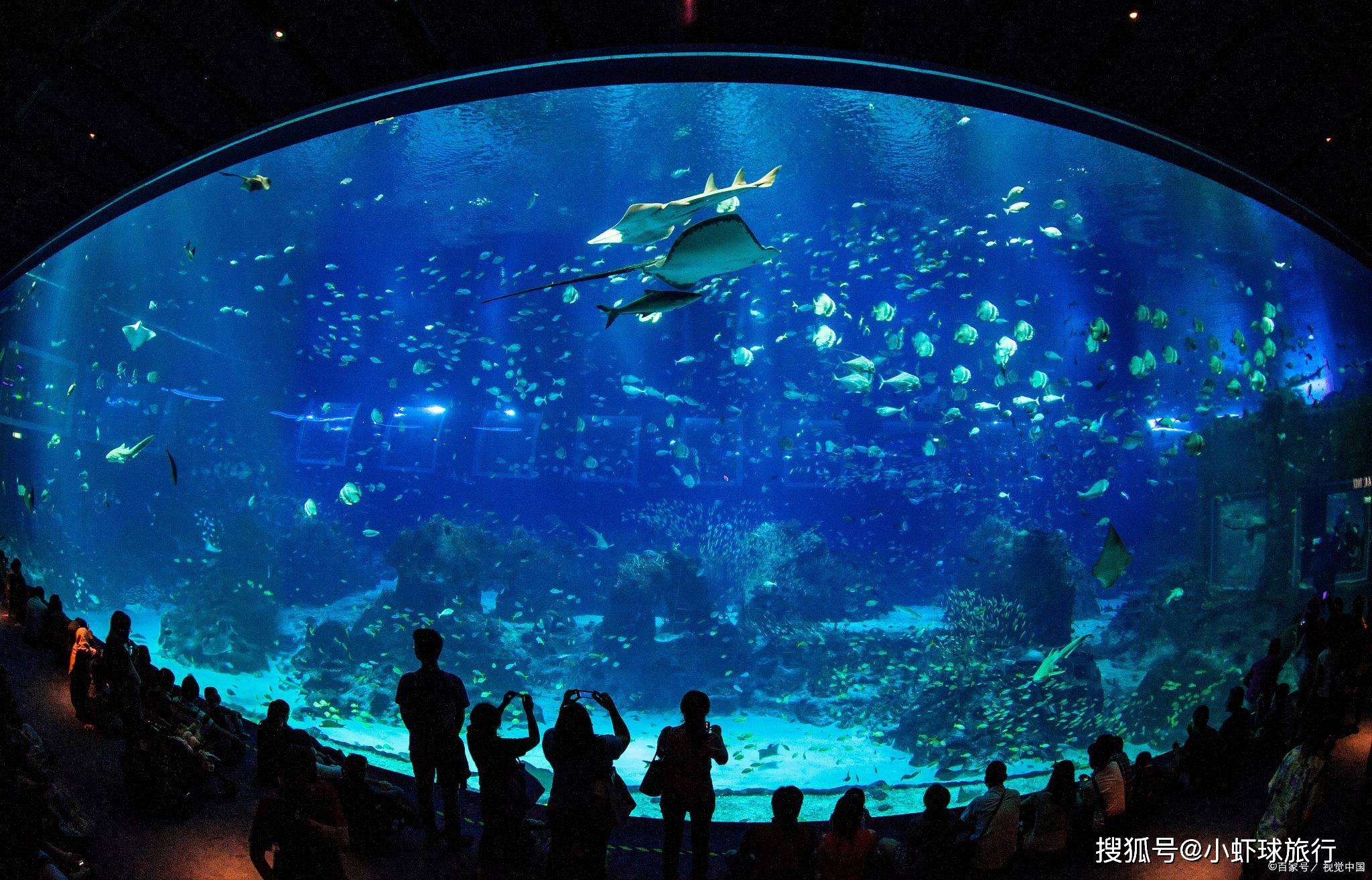 探索上海长风海洋世界 海洋动物表演与水族馆鱼类展览介绍