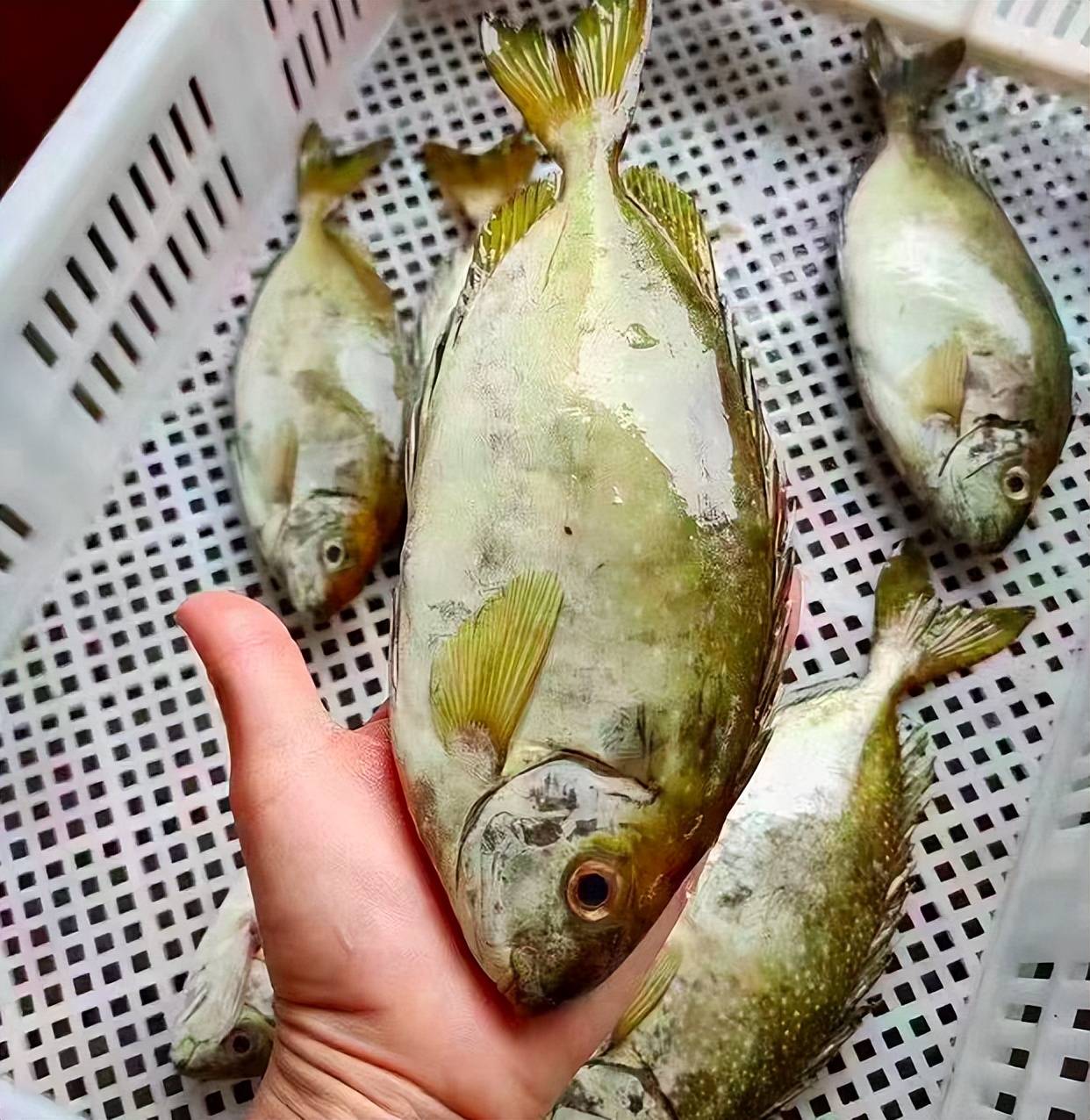 肉厚刺少鲜美,dha含量高,孩子多吃健脑_蛋白质_营养_茂公鱼