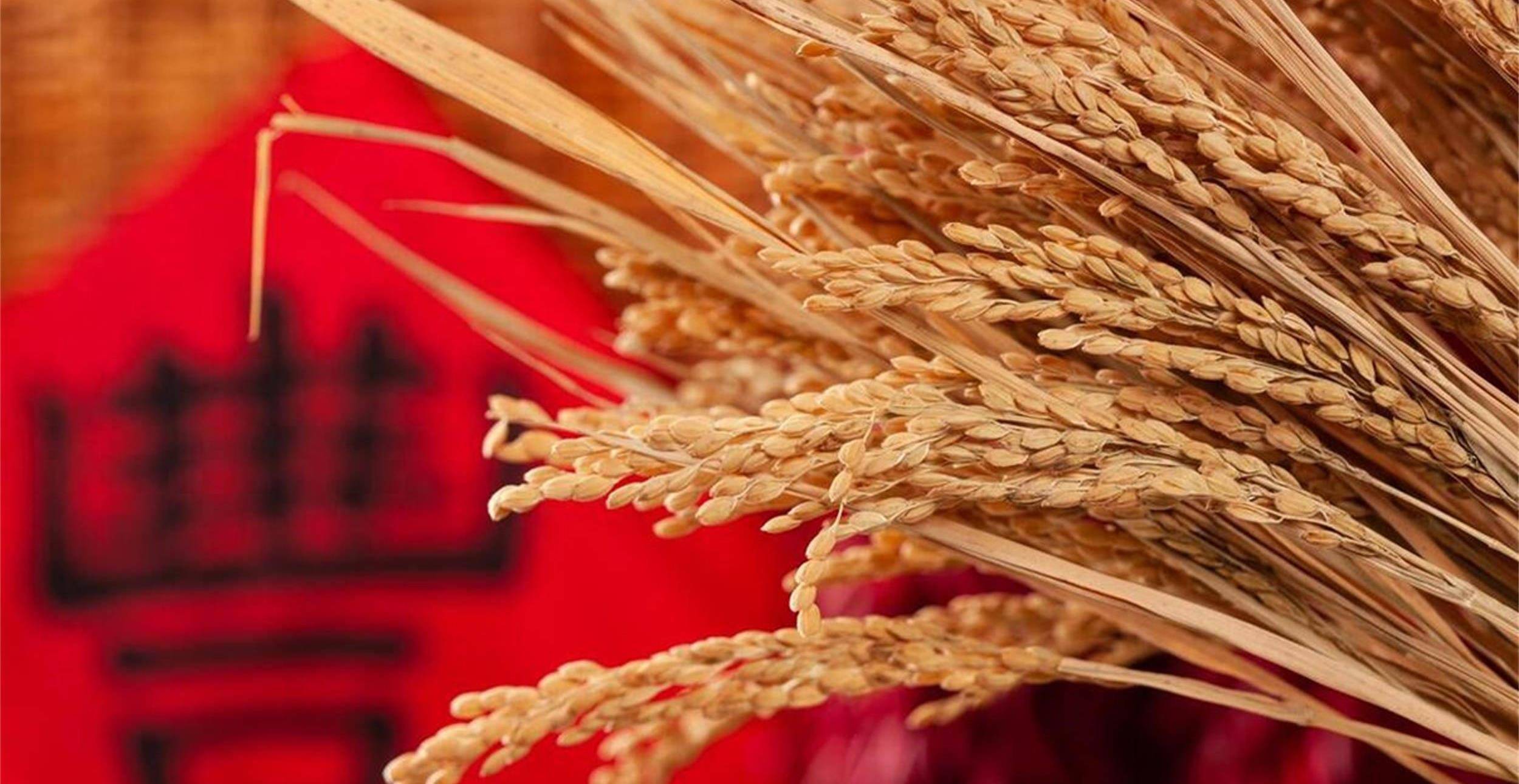 夏天新收割的小麦用来和张张麦香一起摊大煎饼或者烤成饼干.