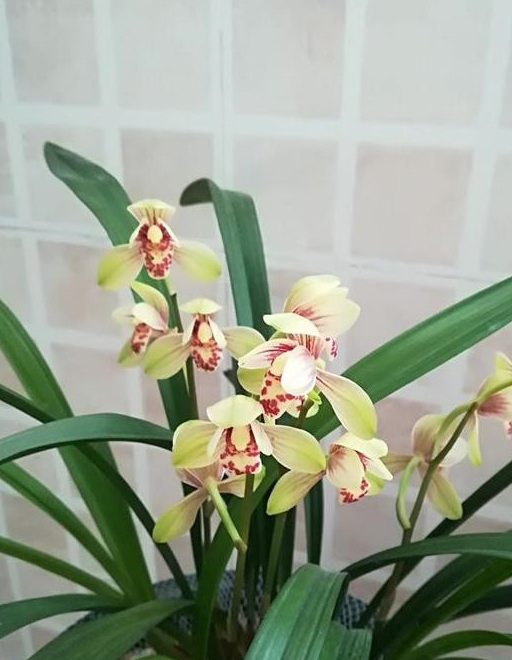 此兰花价格便宜,养护容易,多季开花,花香四溢飘满屋,值得入手_栽培_四