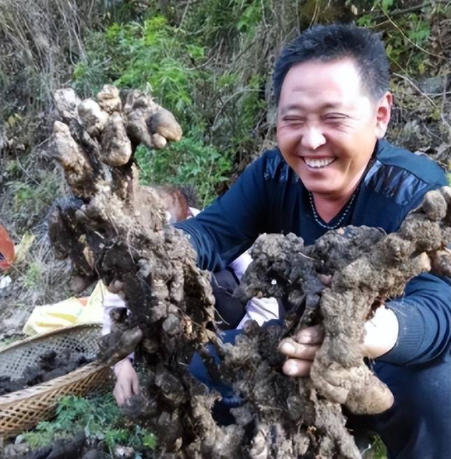 这东西,人称"猪灵芝",以前常见无人理,如今80一斤抢不到_猪苓_植物