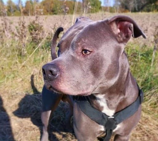 邻居讨厌比特犬,直到狗救了她的命,发现他犯了大错_辛巴_铁锹_因为