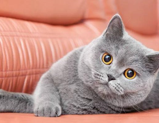 猫咪怀孕怎么补充营养,英国短毛猫多少钱一只,宠物小知识分享_手术