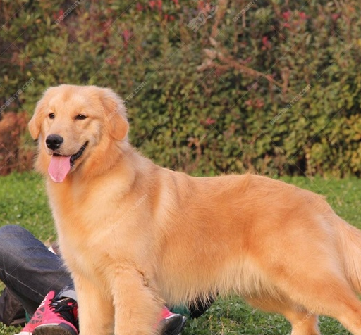 十大世界上最美的狗狗!你的愛犬排第幾?_主人_性格_獵犬