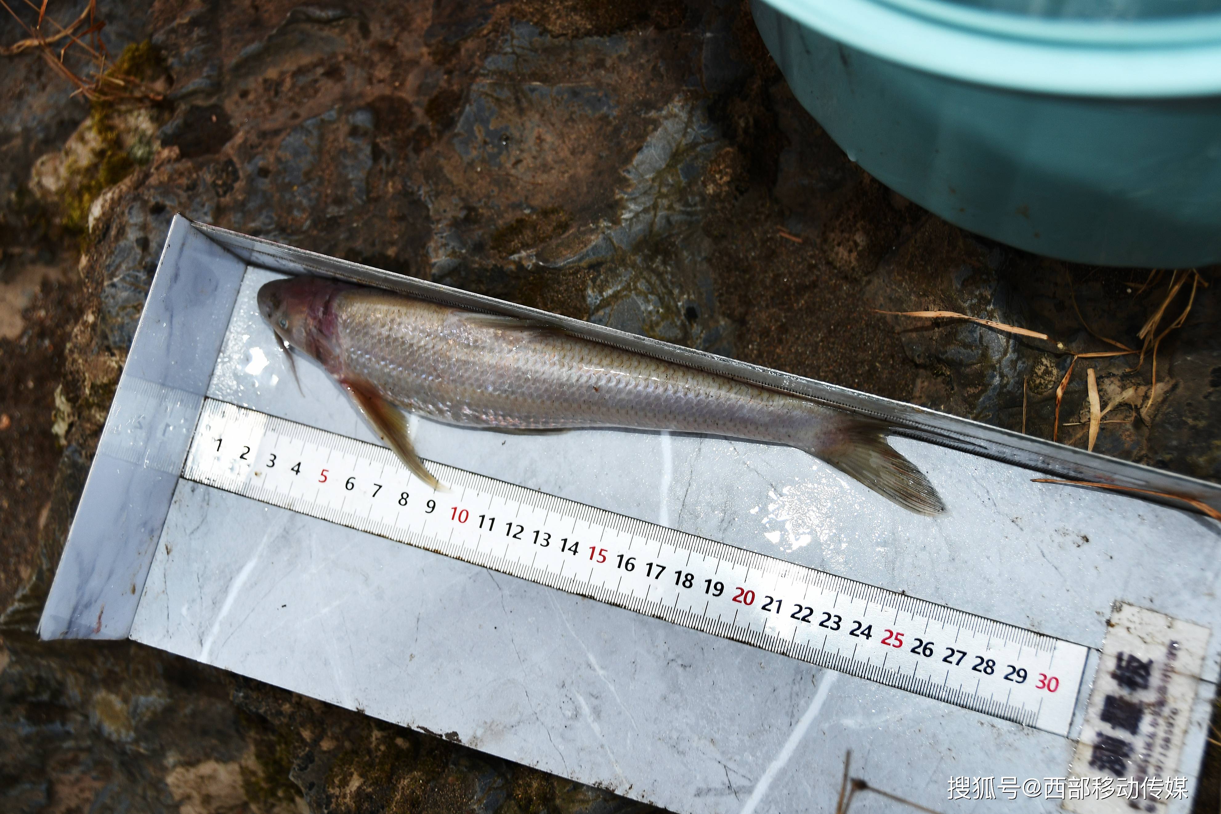 长江上游珍稀鱼类云南段科研监测:首次采集到国家二级保护动物圆口
