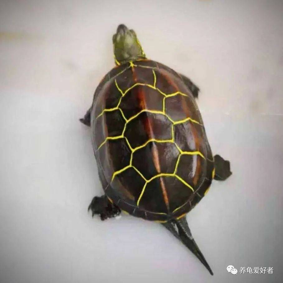 乌龟精神状态的好坏，直接决定它的生死？_搜狐网