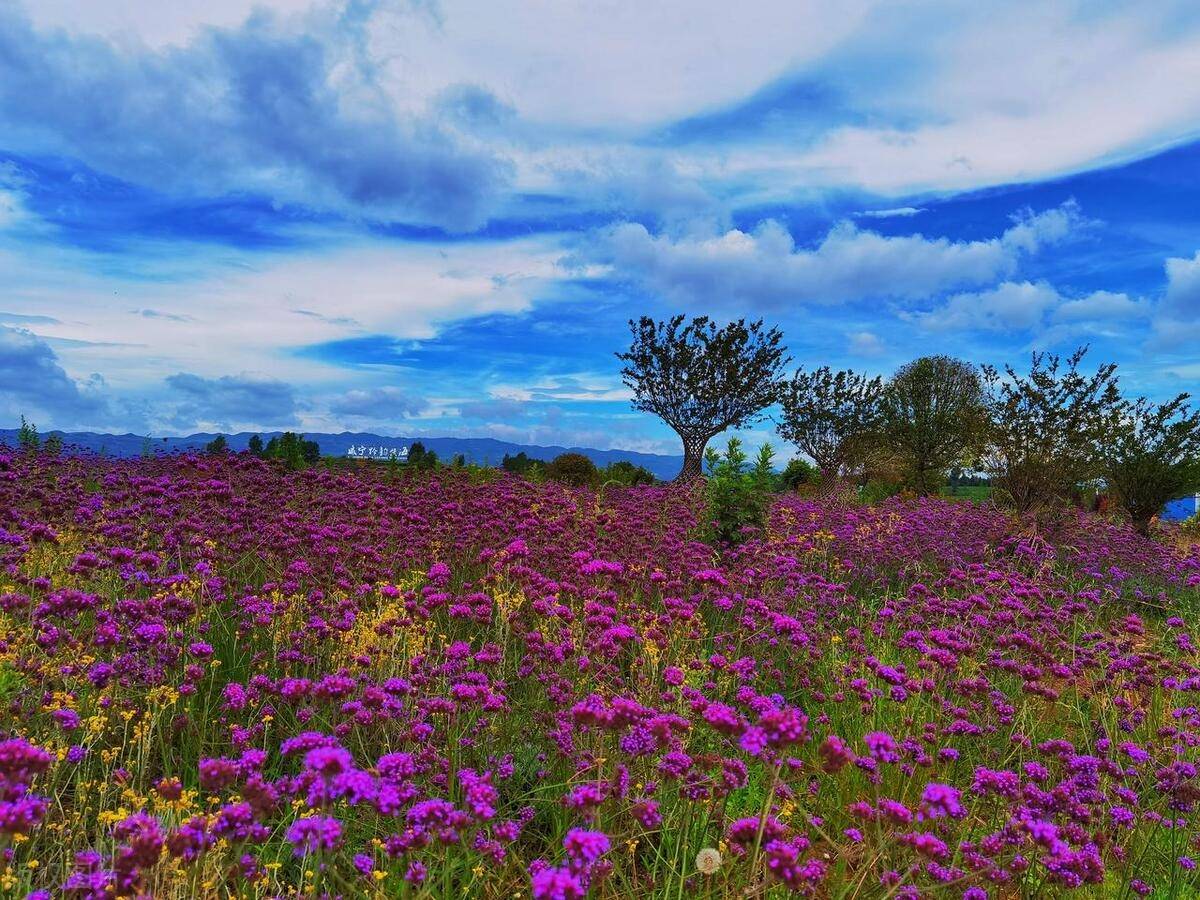 威宁黔韵紫海园内种植有郁金香800万株,株风信子,大花葱,鲁冰花,朱顶