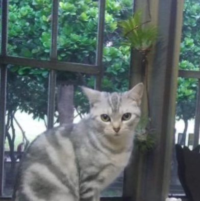 将死小奶猫带回家后,家里的金毛瞬间变成大暖男 将死小奶猫带回家后,家里的金毛瞬间变成大暖男