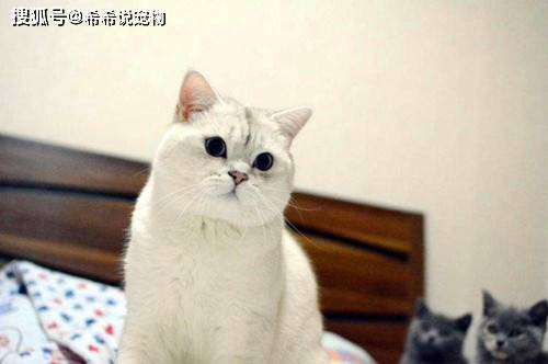 【养宠经验分享】猫一直乱叫是不是反群 ？银渐层乱叫是反群了吗