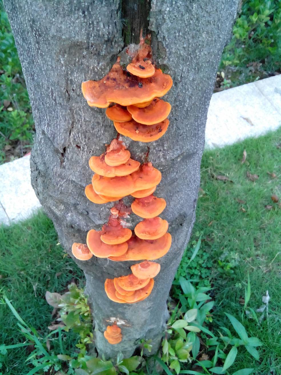 湖北兴茂农业发展有限公司红栓菌种植市场前景非常好_技术_朱红栓