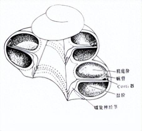 圆窗膜和卵圆窗膜图片