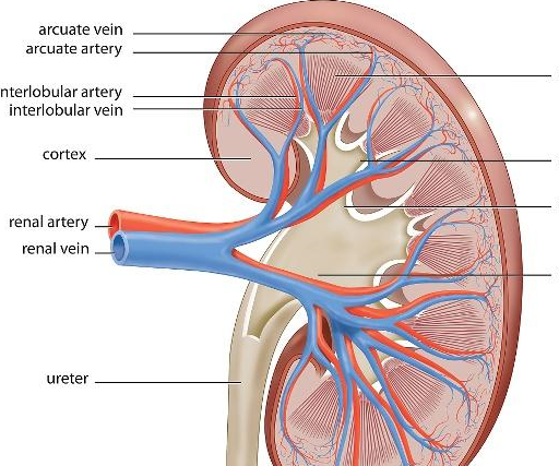 肾的结构图位置图图片