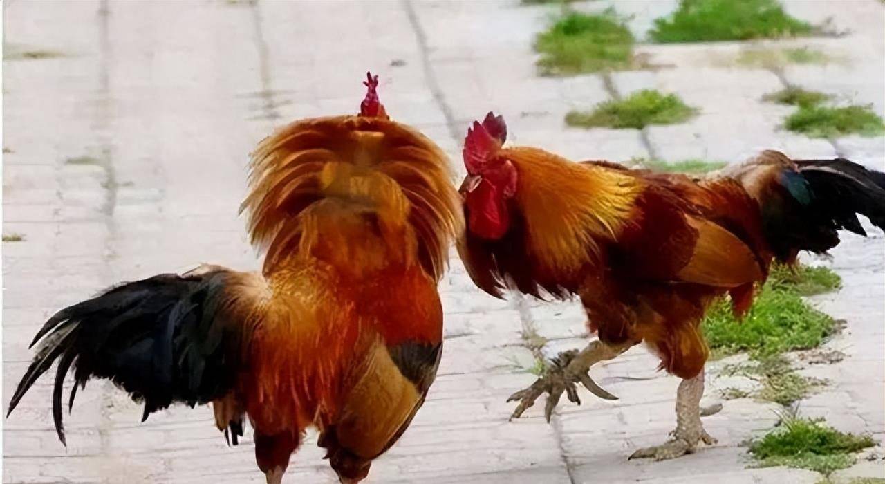 对于女性来说,羊年出生与鸡年出生类似,也寓意阴阳平衡和命运预测.