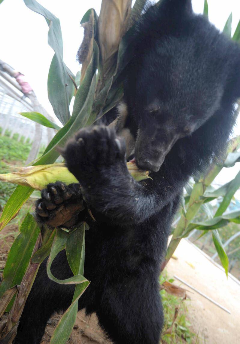 从清朝吉林进贡狗熊的线索,说说东北"黑瞎子"那些熊事儿_动物_因为