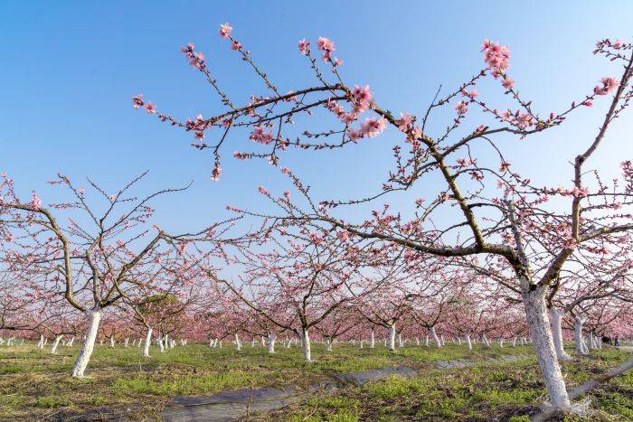 打卡"中国美丽休闲乡村"湖州市向阳村,在这里体验你想要的生活!