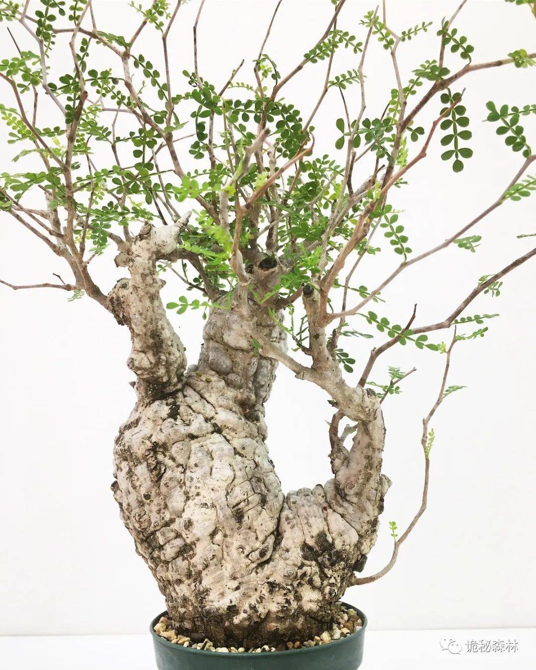 潮流块根——象足漆树(operculicarya pachypus)_马达加斯加_植物