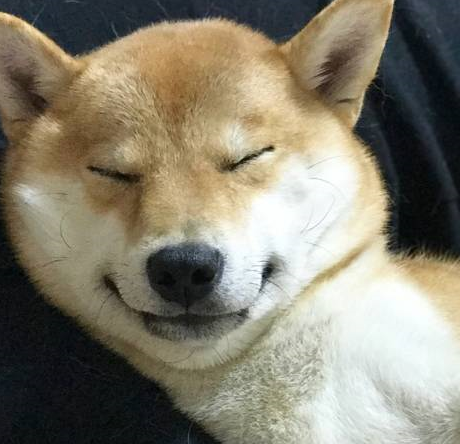 一般家里的宠物不是玩就是睡觉,可以说是很享受了.