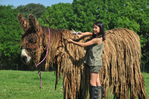 长到一定程度就一绺一绺,像极了时尚界喜欢的"脏辫儿"发型,而毛驴,也