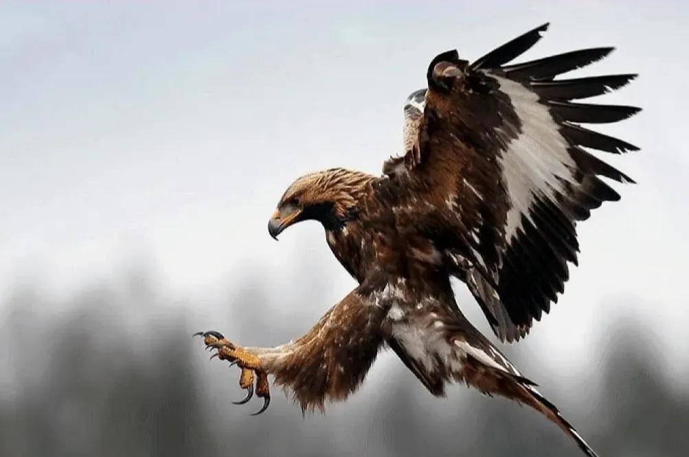 2012年东北出现一巨雕,无视他人只攻击一人,查出真相后其被判刑_杨海