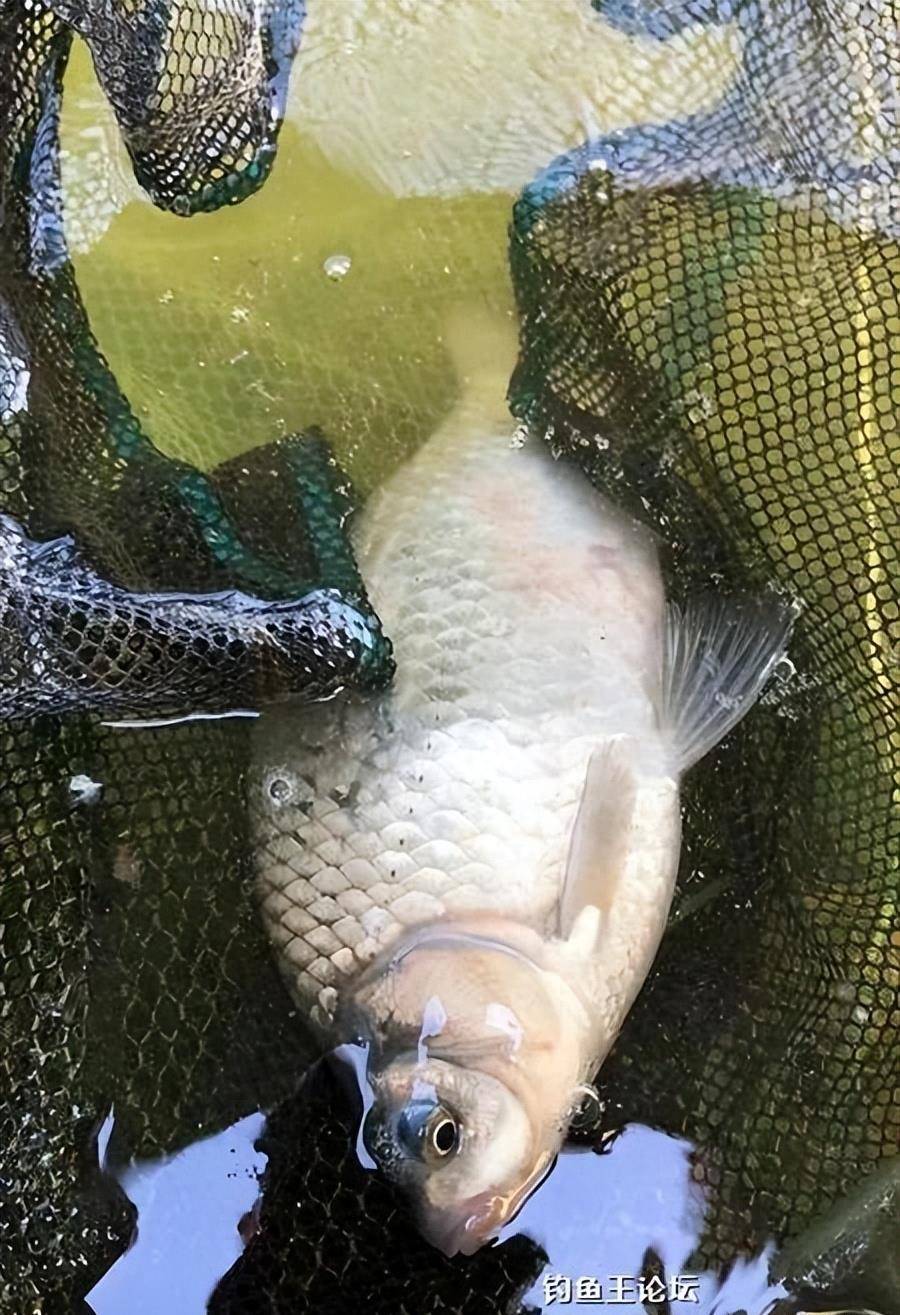你还别说娃娃这块窝子打完还真聚很多鱼,我也上一条翘嘴一斤多的,怎么